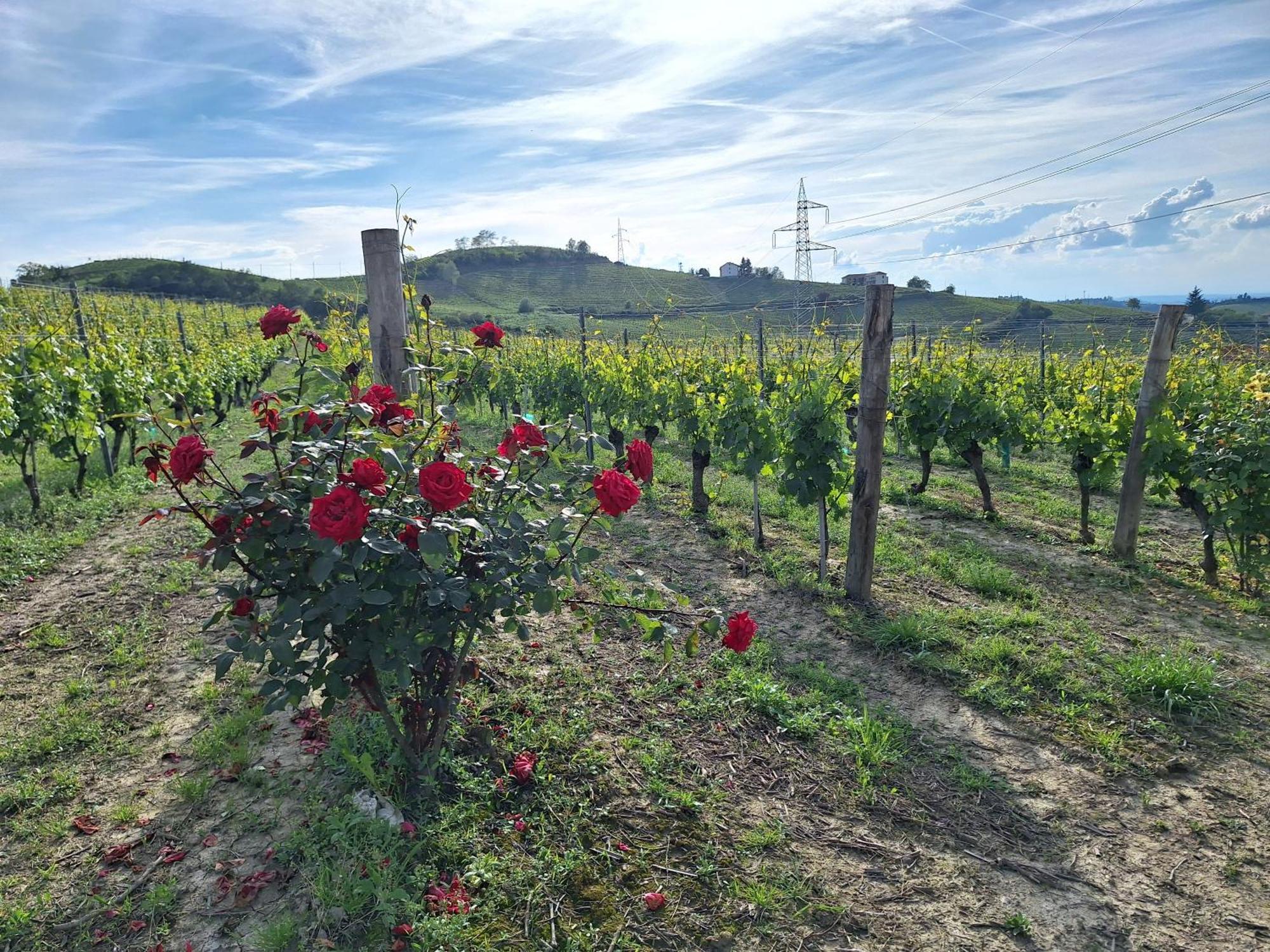 Agriturismo Ca Trinche Camo Eksteriør bilde